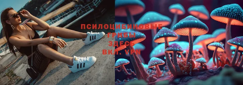 Псилоцибиновые грибы Cubensis  где продают   Бавлы 